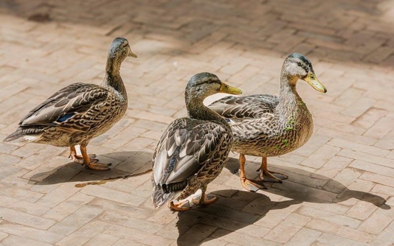 three ducks direct clock instructions