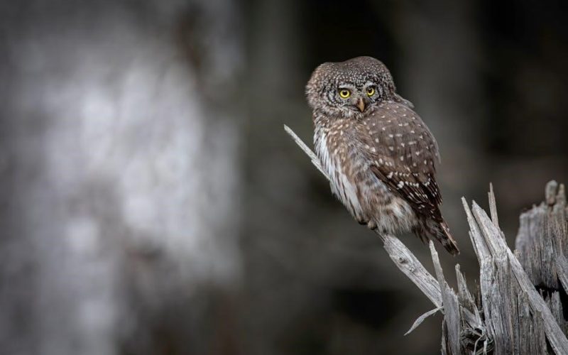 the owl and the pussycat pdf