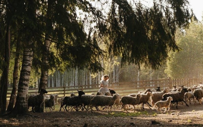 shepherd the flock of god 2023 pdf